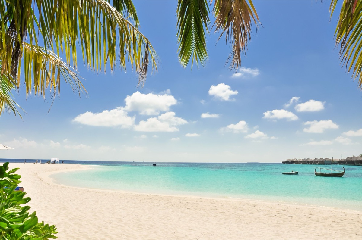 White sand beach with palm trees